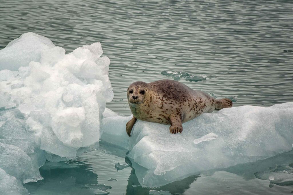 Seal lounging on a glacier in Alaska