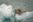USA_Alaska_Chenega Glacier Seal Seal lounging on a glacier in Alaska