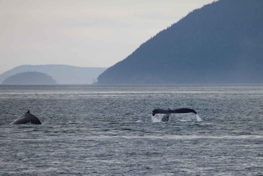 Whale fluke in Frederik Sound
