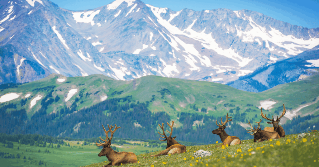 North American Elks on the Rocky Mountain Meadow in Colorado