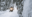 Snowmobiling through the boreal forest in Dawson City
