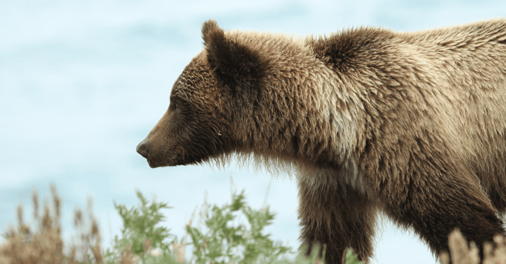 Grizzly bear at Kluane Lake, Yukon