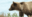 Grizzly bear at Kluane Lake, Yukon