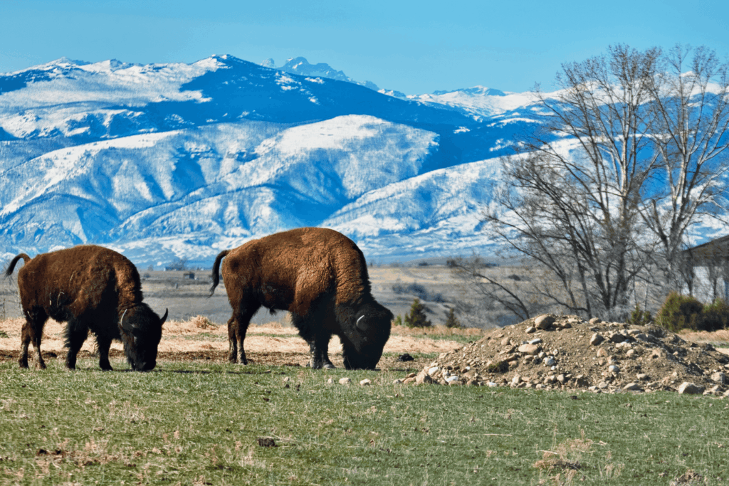 Bison grazing in Sheridan Wyoming USA