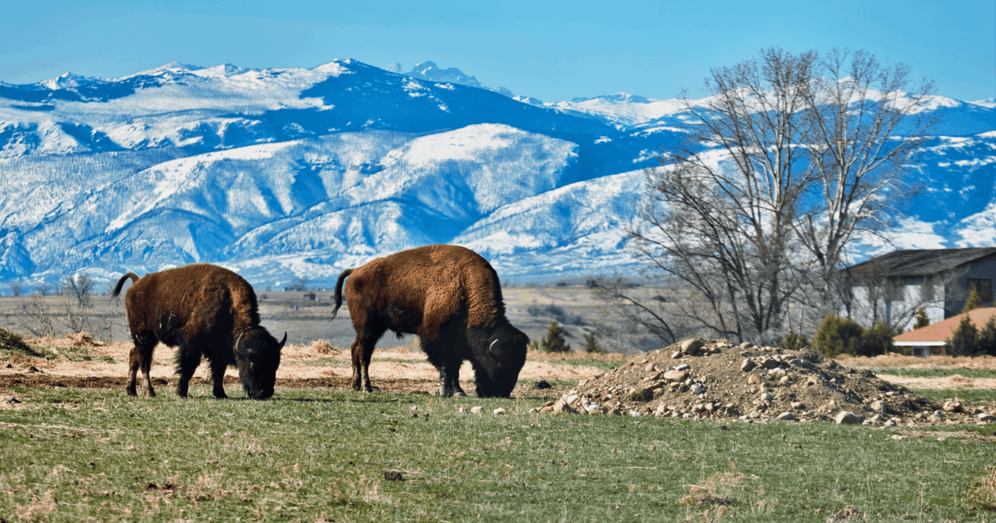 Bison grazing in Sheridan Wyoming USA