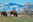 Bison grazing in Sheridan Wyoming USA