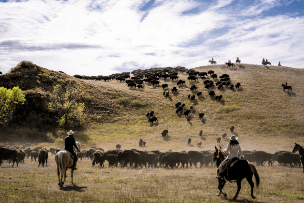 Buffalo Roundup Custer State Park South Dakota