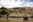 Buffalo Roundup Custer State Park South Dakota Buffalo Roundup Custer State Park South Dakota