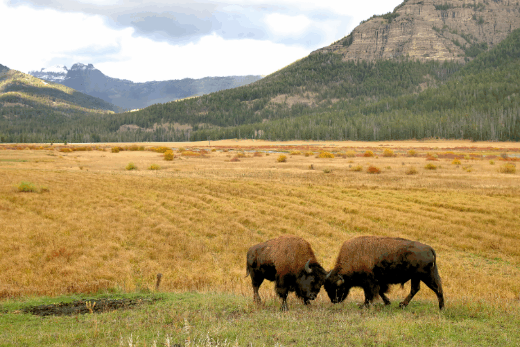 Yellowstone National Park, Wyoming