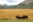 Yellowstone National Park, Wyoming Yellowstone National Park, Wyoming