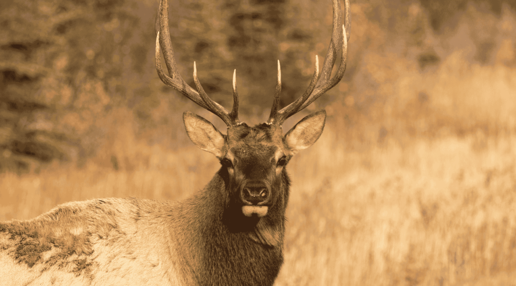 Deer in Alberta Canada