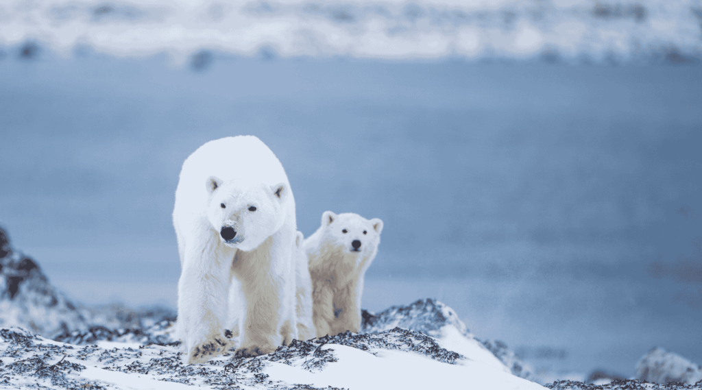 Polar Bears in Hudson Bay, Manitoba