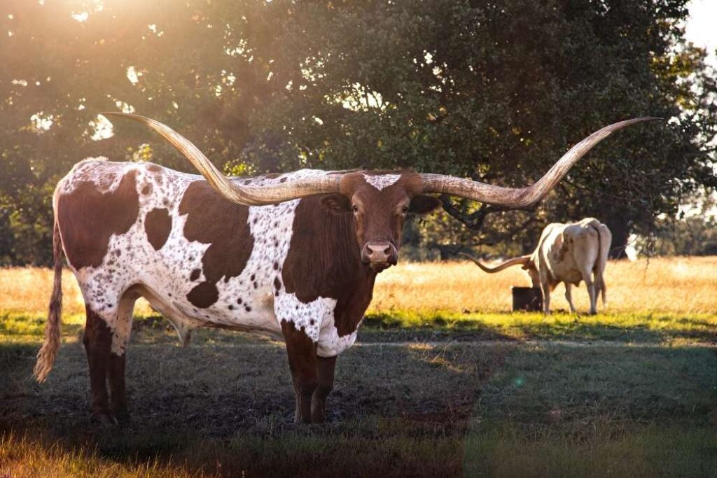 Texas long horn near Boerne