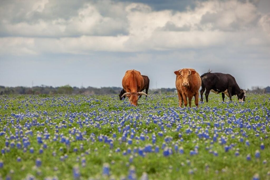 Texas cattle graze among bluebonnets in a wildflower field beneath a cloudy spring sky.