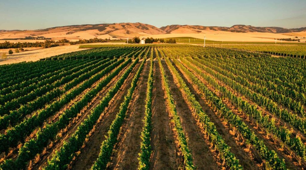Les Collines Vineyard, Walla Walla County, Washington State