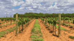 Llano Estacado Vineyard in Lubbock Texas