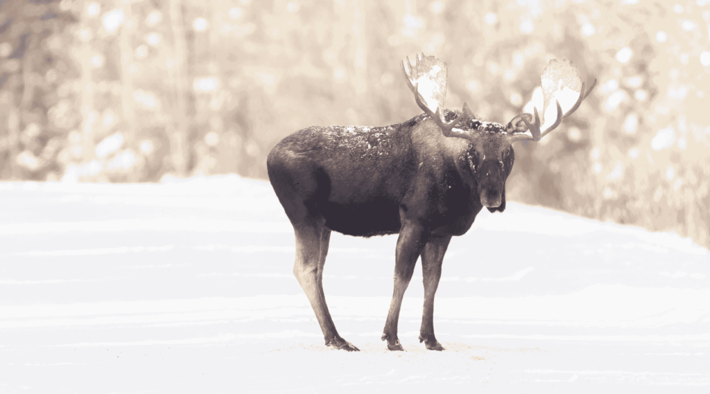 A moose in the snow in Jasper National Park