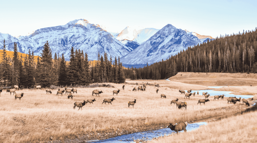 Herd of deer in Jasper National Park, Alberta, Canada