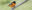 Baltimore Oriole