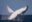 A big blue whale jumps out of water