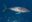 Aerial shot of gray whale