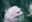 Beluga whale surfacing in the sea