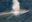 Fin whale in the sea