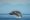 USA, Alaska, Water streams from breaching Humpback Whale