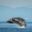 USA, Alaska, Water streams from breaching Humpback Whale