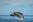 USA, Alaska, Water streams from breaching Humpback Whale