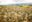 Maui Hawaii Pineapple Farm