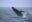Humpback whale breaching on Prince of Whales whale watching tour