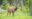 A wild elk in parking lot in Jasper National Park, Alberta, Canada Close up view, eyes look sharply at the camera with backgroud of forest in the early summer
