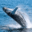 Whales Swimming and Jumping in Cape Cod