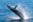 Whales Swimming and Jumping in Cape Cod