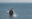 Breaching newborn humpback whale, Cape Ann, Massachusetts