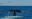 Humpback whale tail fluke rising above the ocean surface off Boston, Massachusetts, with gulls flying overhead