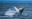 Whale watch Provincetown Cape Cod Massachusetts