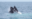 Couple of Humpback whales surfacing along the Stellwagen Bank National Marine Sanctuary in the Atlantic Ocean by Boston, MA