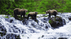 USA – Alaska – Inside Passage and Hubbard Glacier Itinerary – Chicagof Island AK264 – Michael S. Nolan v5