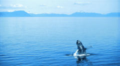 USA – Alaska – Inside Passage and Hubbard Glacier Itinerary – LEX-US Alaska AK050 – Sven-Olof Lindblad v5