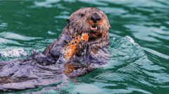USA – Alaska – Inside Passage and Hubbard Glacier Itinerary – LEX-US Alaska AK535 – Michael S. Nolan v5