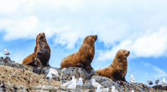 USA – Alaska – Inside Passage and Hubbard Glacier Itinerary – LEX-US Alaska AK635 – David Spiegel v5