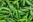Green chiles