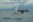 Group whale watching in Richmond BC
